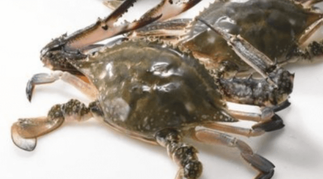 이탈리아 푸른 꽃게