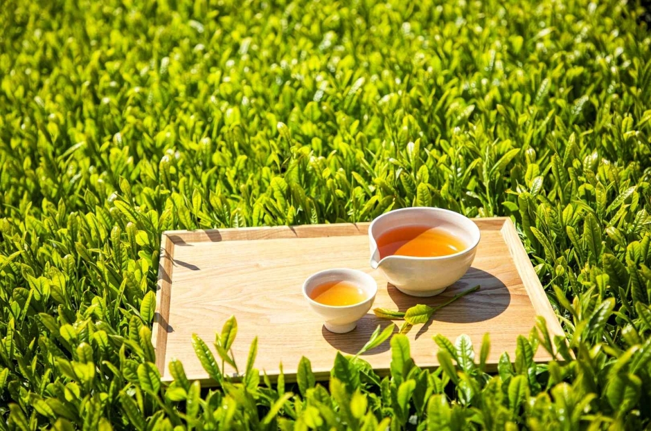 제 27회 야생차 문화축제 기본정보와 프로그램 정보 소개