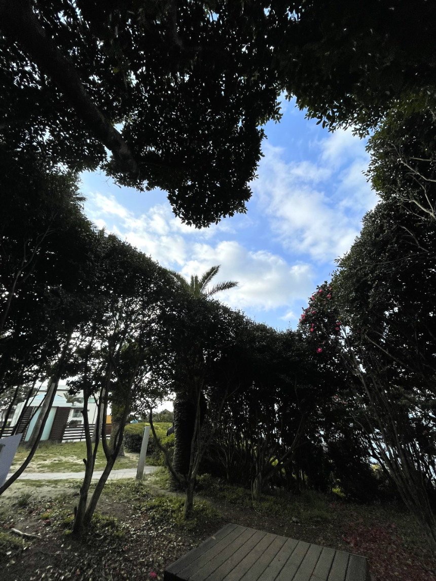 소노캄 제주 리조트 하트나무 포토존 2