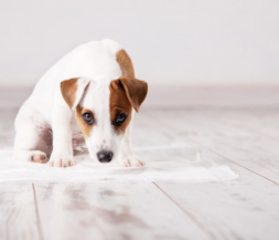 개의 오줌이 갈색 혈뇨가 나왔다