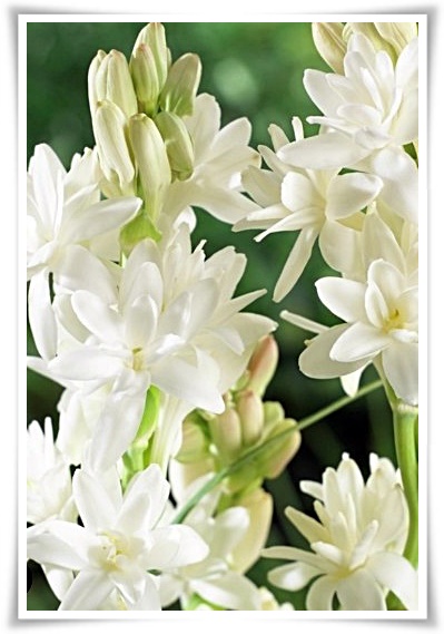 화초 "튜베로즈" 농염과 환락의 꽃내음, 달빛 아래 피어나는 월하향 향기의 마법!