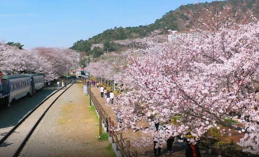 진해 군항제 축제 정보