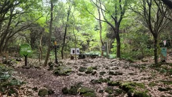 제주 곶자왈 숲길 산책 원시림 초록 힐링 여행_14