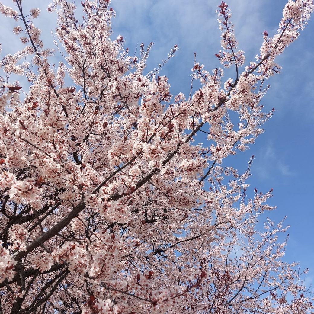 김해_연지공원_벚꽃_개화현황