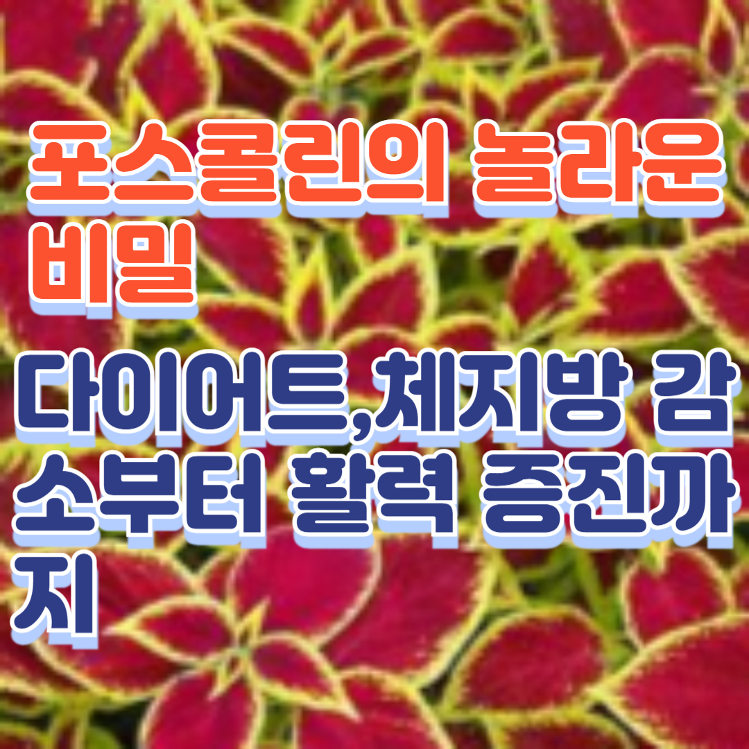 포스콜린의 놀라운 비밀: 다이어트,체지방 감소부터 활력 증진까지
