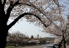 대구 - 두류공원벚꽃