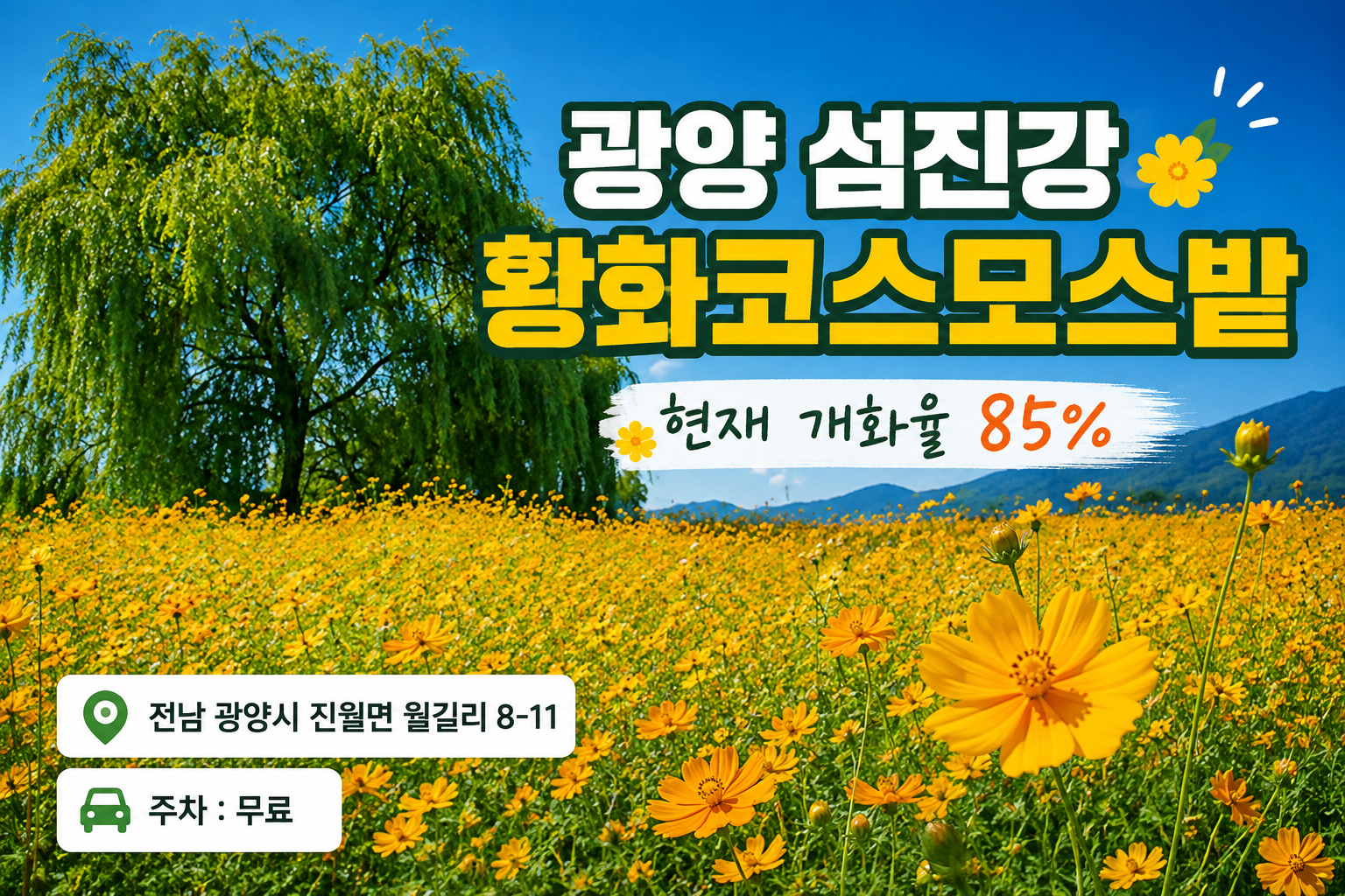 광양 섬진강 황화코스모스밭 8월25일 현재 개화율 85%｜주소&middot;주차&middot;사진 명소 총정리