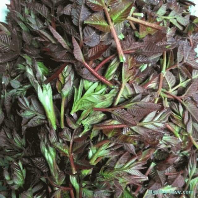 이른 봄에 채취한 붉나무순