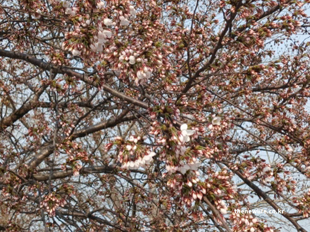 2026년 서울 벚꽃 축제 안내 사진