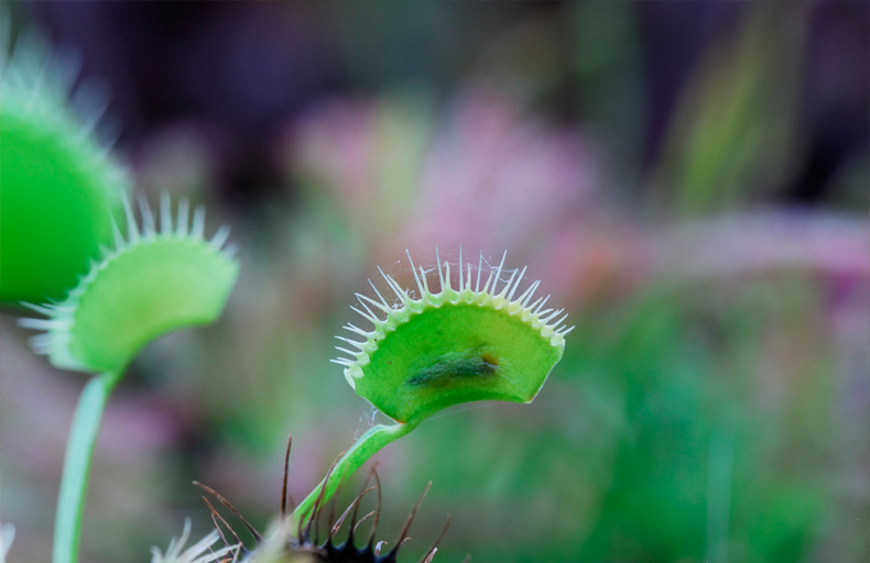 용인 가볼만한 곳 한택식물원 입장료