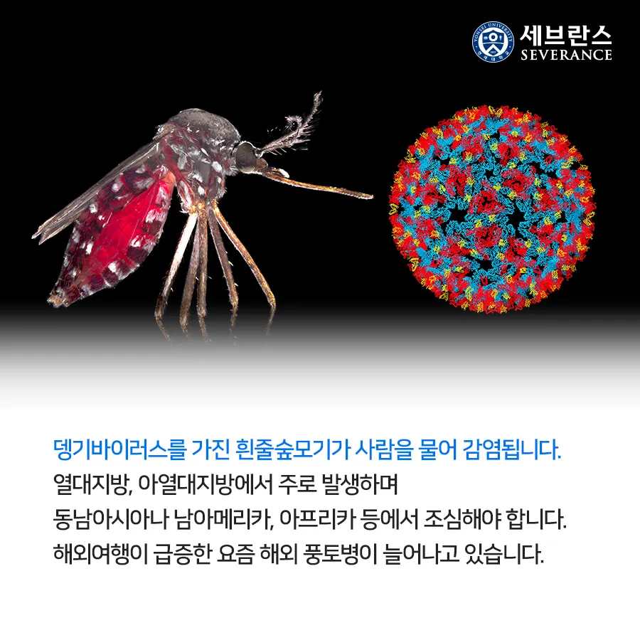 우리나라 모기 종류별 특징과 계절별 출현 정보_7
