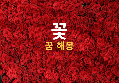 꿈에 꽃이 나오면 길몽? 아니면 흉몽? ( 꿈속에서 꽃을 본, 꽃을 따는, 꽃다발 받는 꿈 해몽 풀이, 장미꽃꿈, 국화꽃꿈, 튤립꿈, 해바라기꿈, 연꽃꿈, 개나리꽃꿈, 매화꽃꿈, 개나리꽃꿈, 안개꽃..