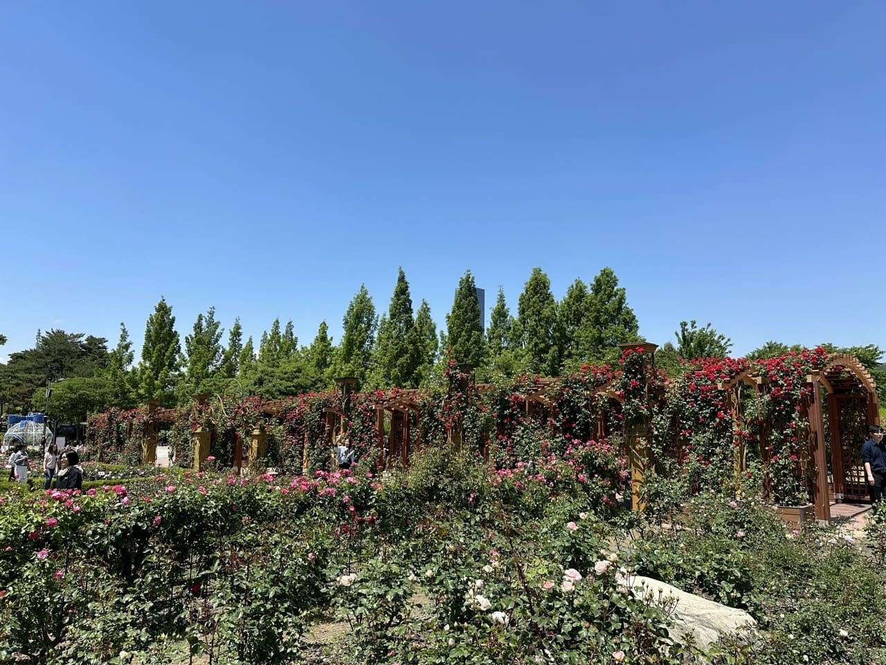 2024년 한밭수목원 장미 꽃축제 안내 및 주차장