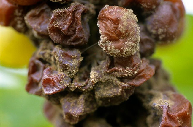 마른 포도내 공팜이