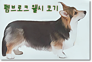 안녕soni
사역견 펨브로크 웰시 코기