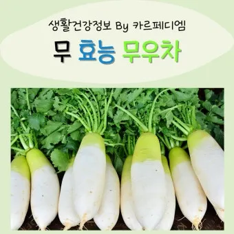 무우 효능 부작용 섭취 방법_18