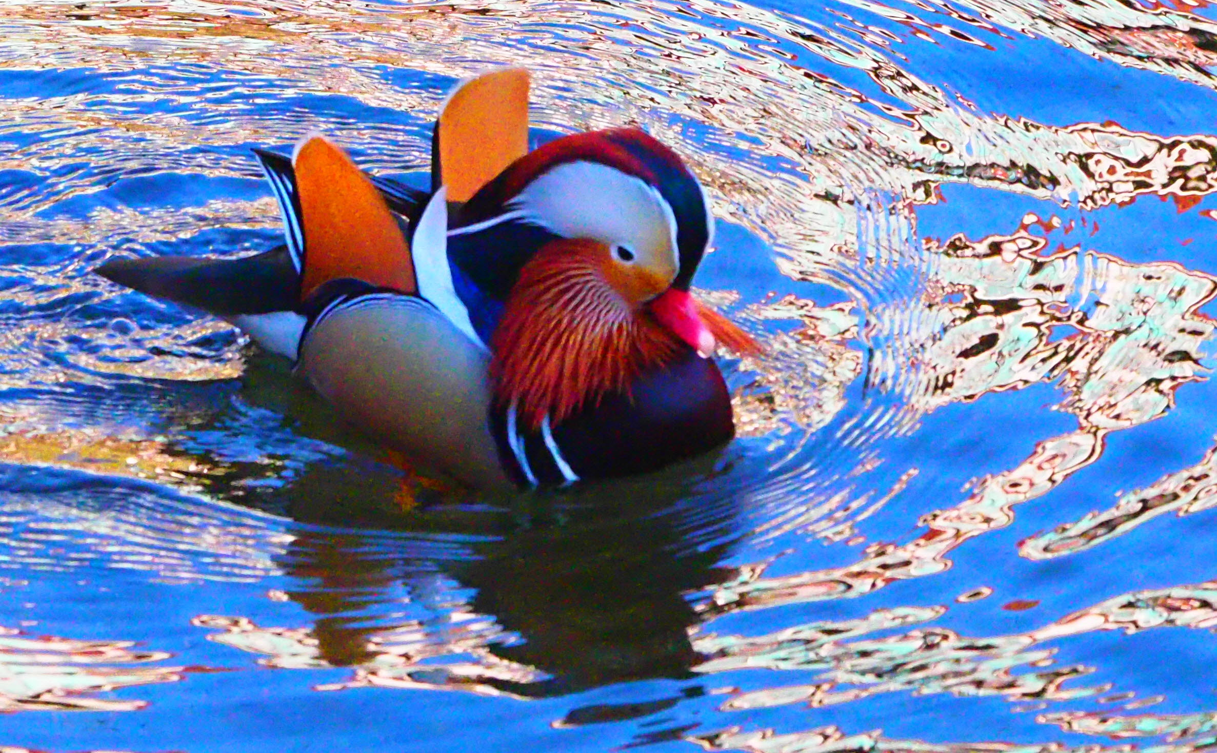 우이동중랑천원앙새