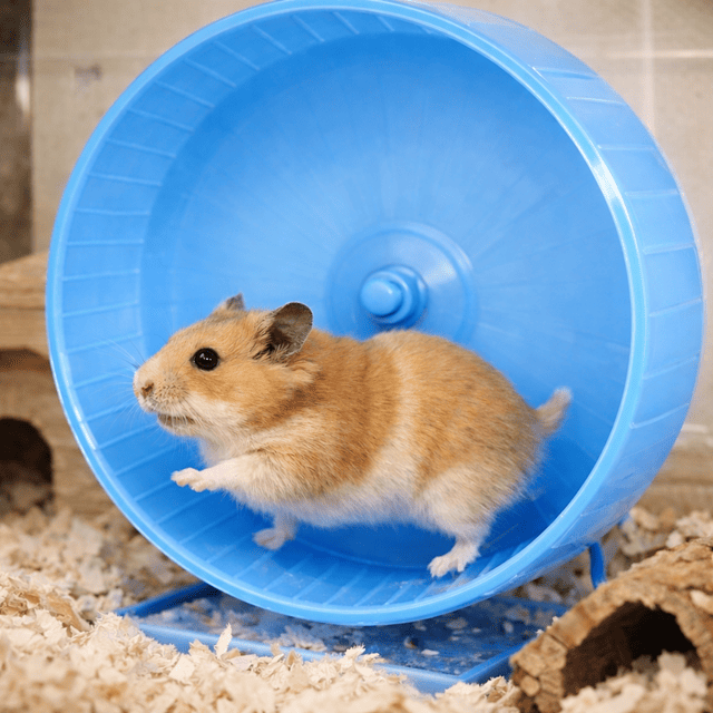골든햄스터 쳇바퀴 폭주 사진
