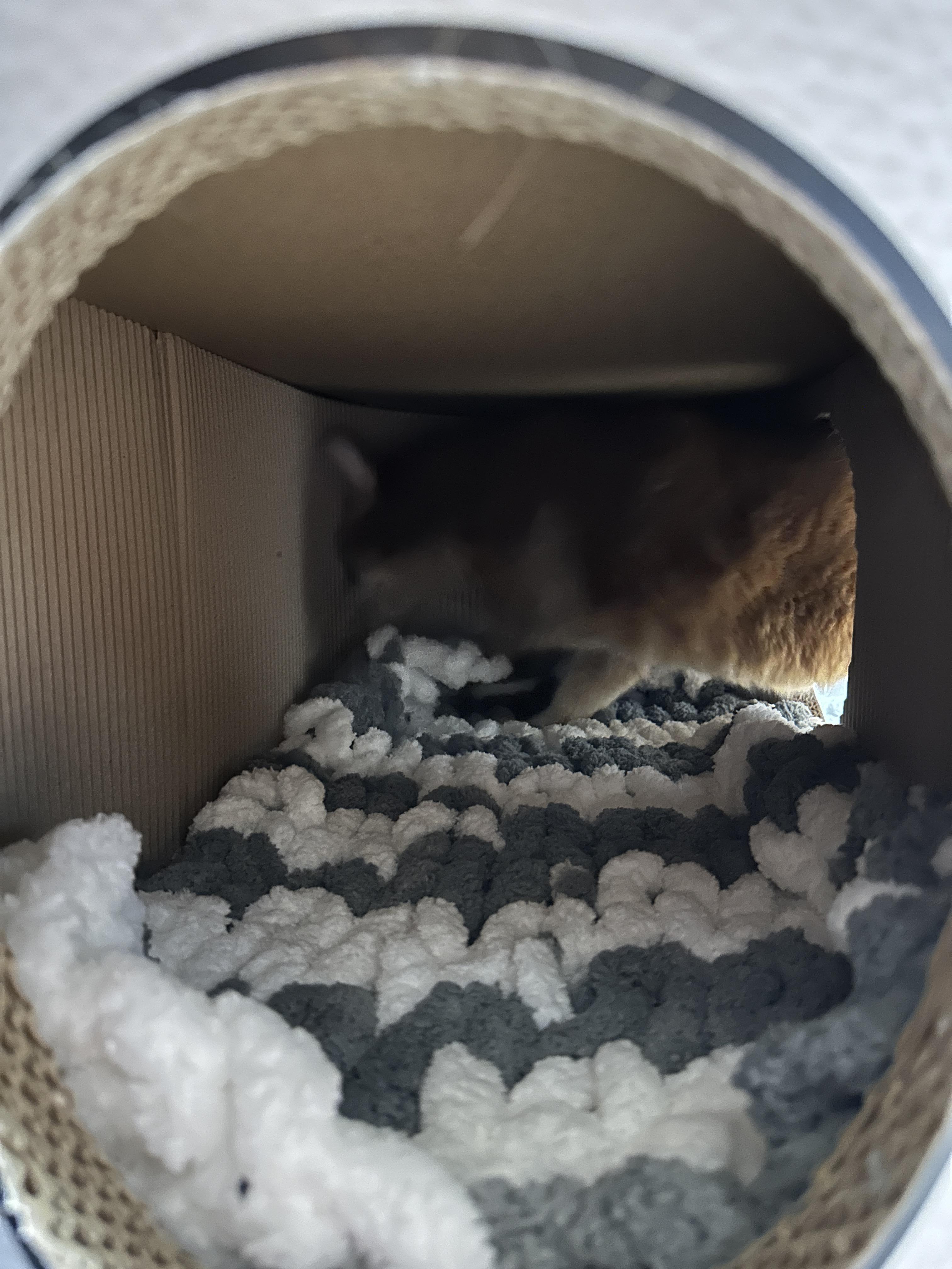 청키수면사_방석_깔아둔_하우스_안에_들어가는_루나