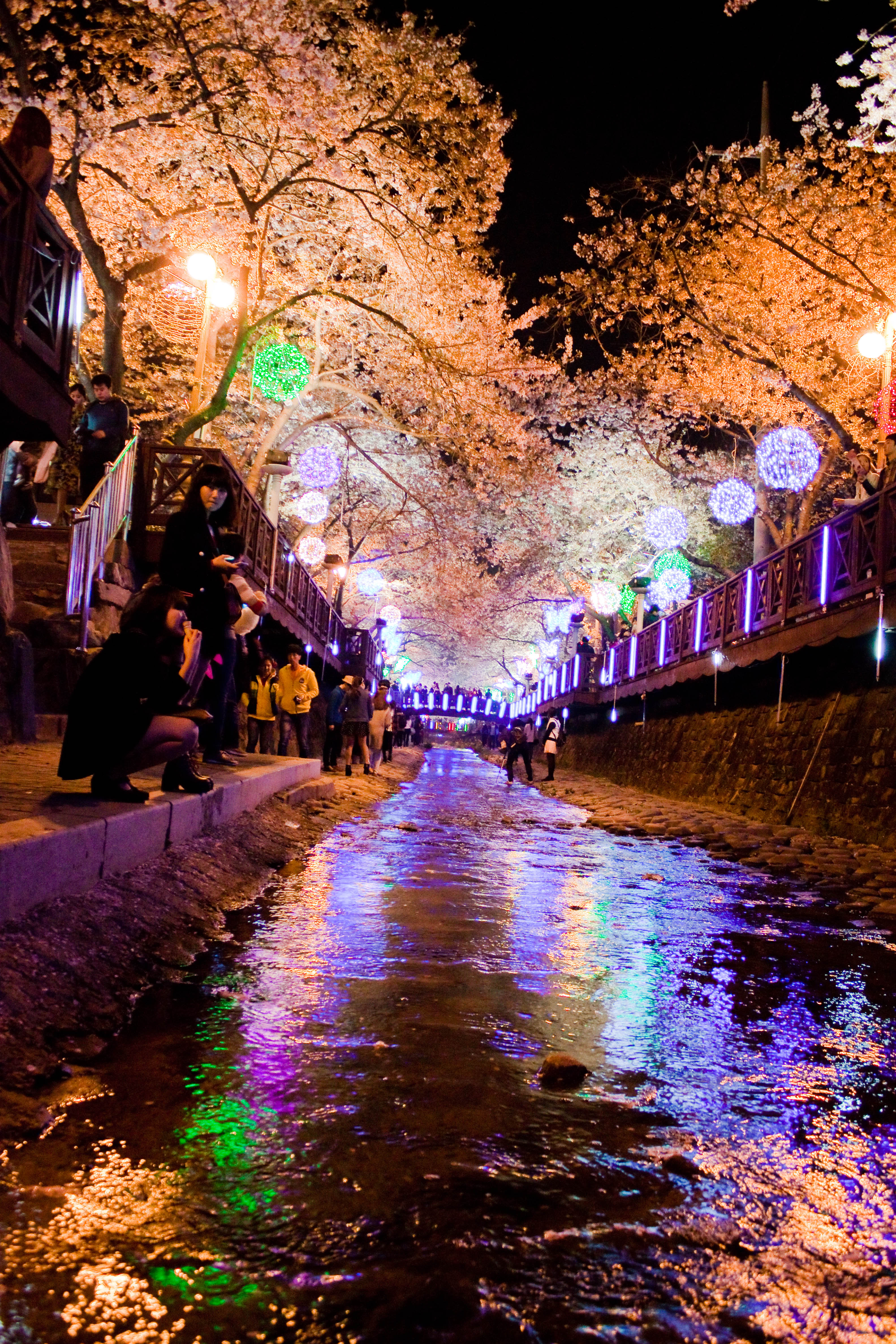 벚꽃 성지, 진해 군항제! 경화역&bull;여좌천 필수 코스 가이드