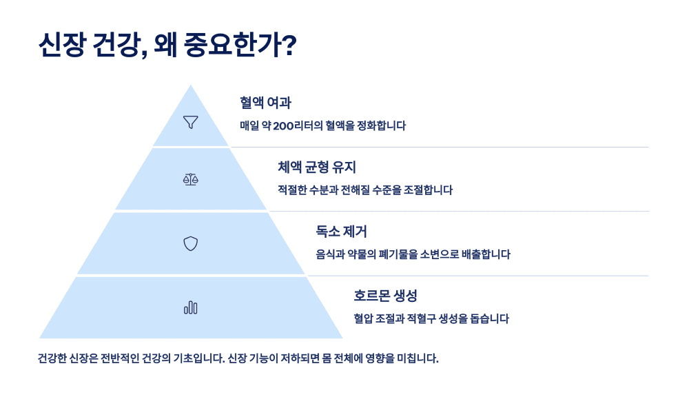 신장 건강, 왜 중요한가?