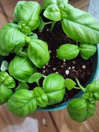 바질 키우기 물주기 수확시기 가지치기 향 유지 실내 허브 가이드_13