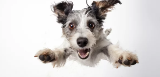 슈나우저 사진/출처:어도비스톡