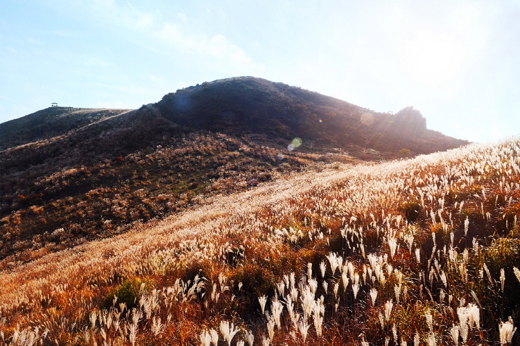황매산 억새축제