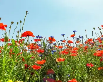 원주 용수골 꽃양귀비 축제_5