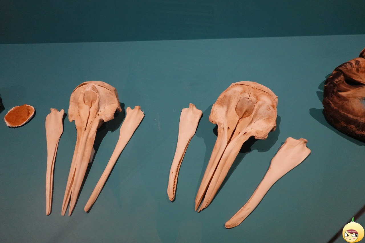 참돌고래 머리뼈