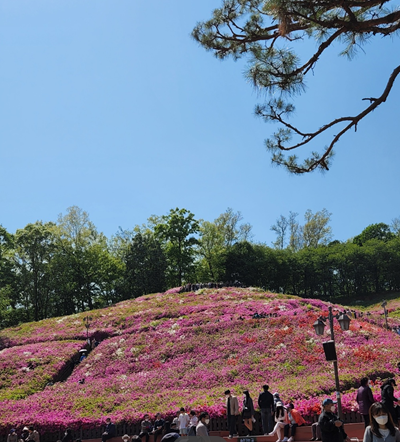 철쭉동산 사진