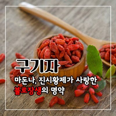 구기자 효능 10가지와 부작용 및 먹는 방법