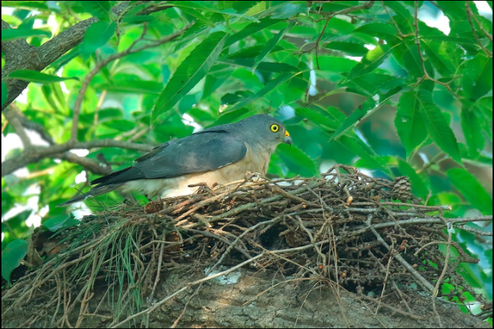 붉은배새매, 숲의 그림자 위를 나는 마지막 맹금|멸종위기 야생조류 이야기