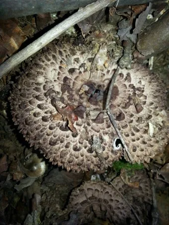 능이버섯 채취시기 산행 정보를 정리_18