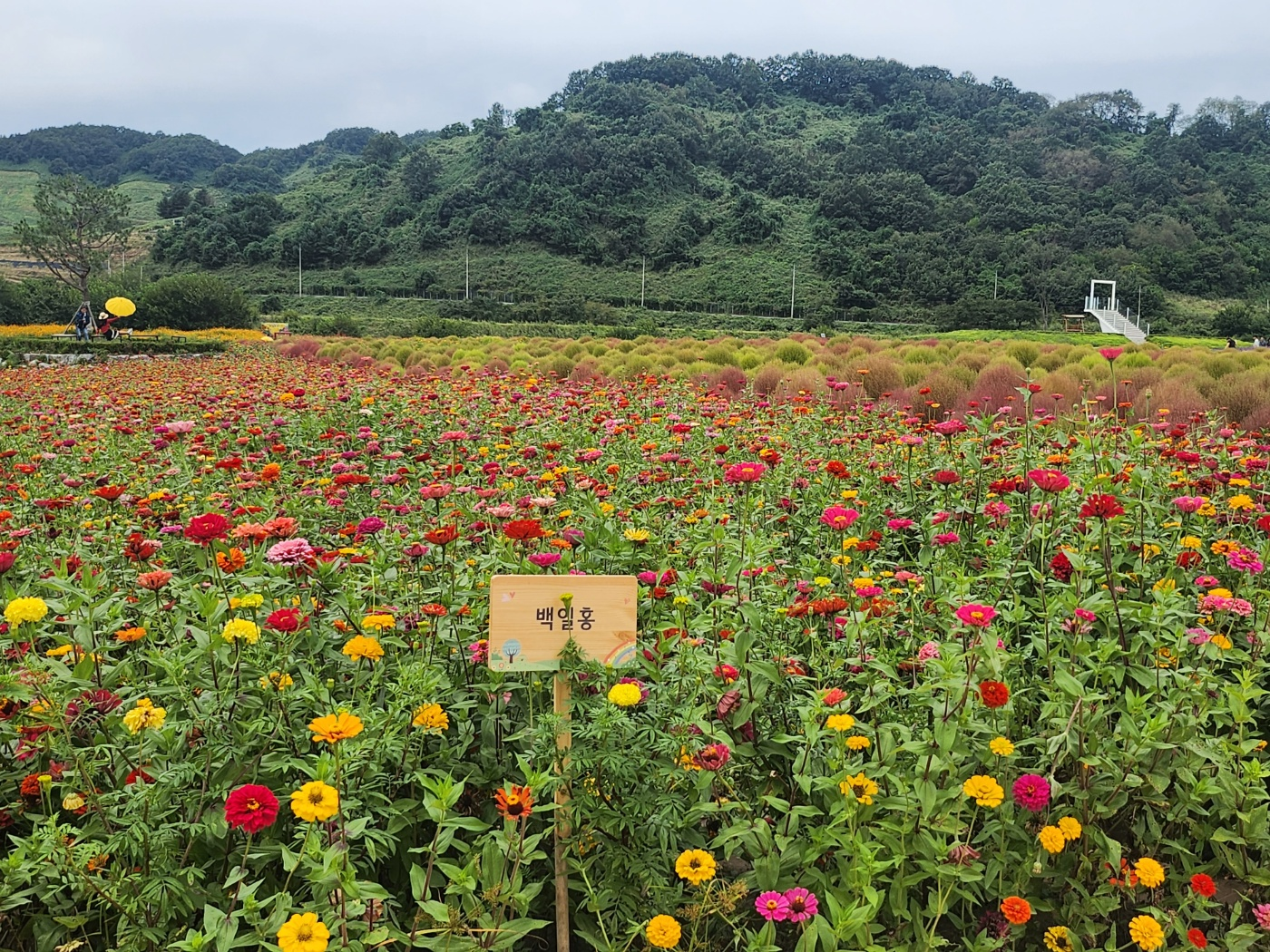 가을꽃축제