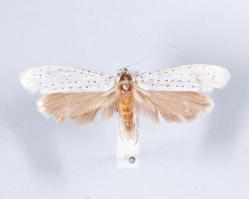 귀룽나무 집나방