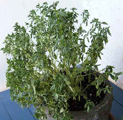 식물-잎이-노랗게-변하는-이유-수분-부족