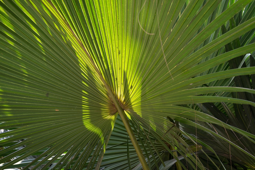 Saw palmetto