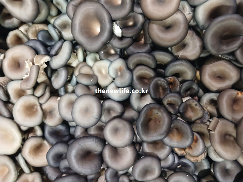 면역력 강화 효능이 뛰어난 베타글루칸 성분을 함유한 신선한 느타리버섯 실물 사진.