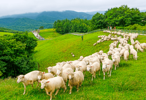 양떼목장