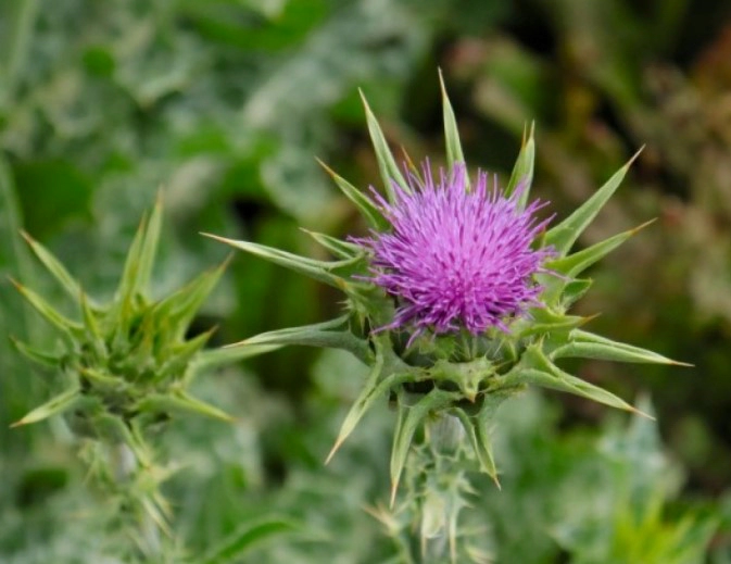 유기농 밀크씨슬 효능