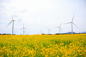 구리 유채꽃 축제 기본정보 행사일정 주차요금