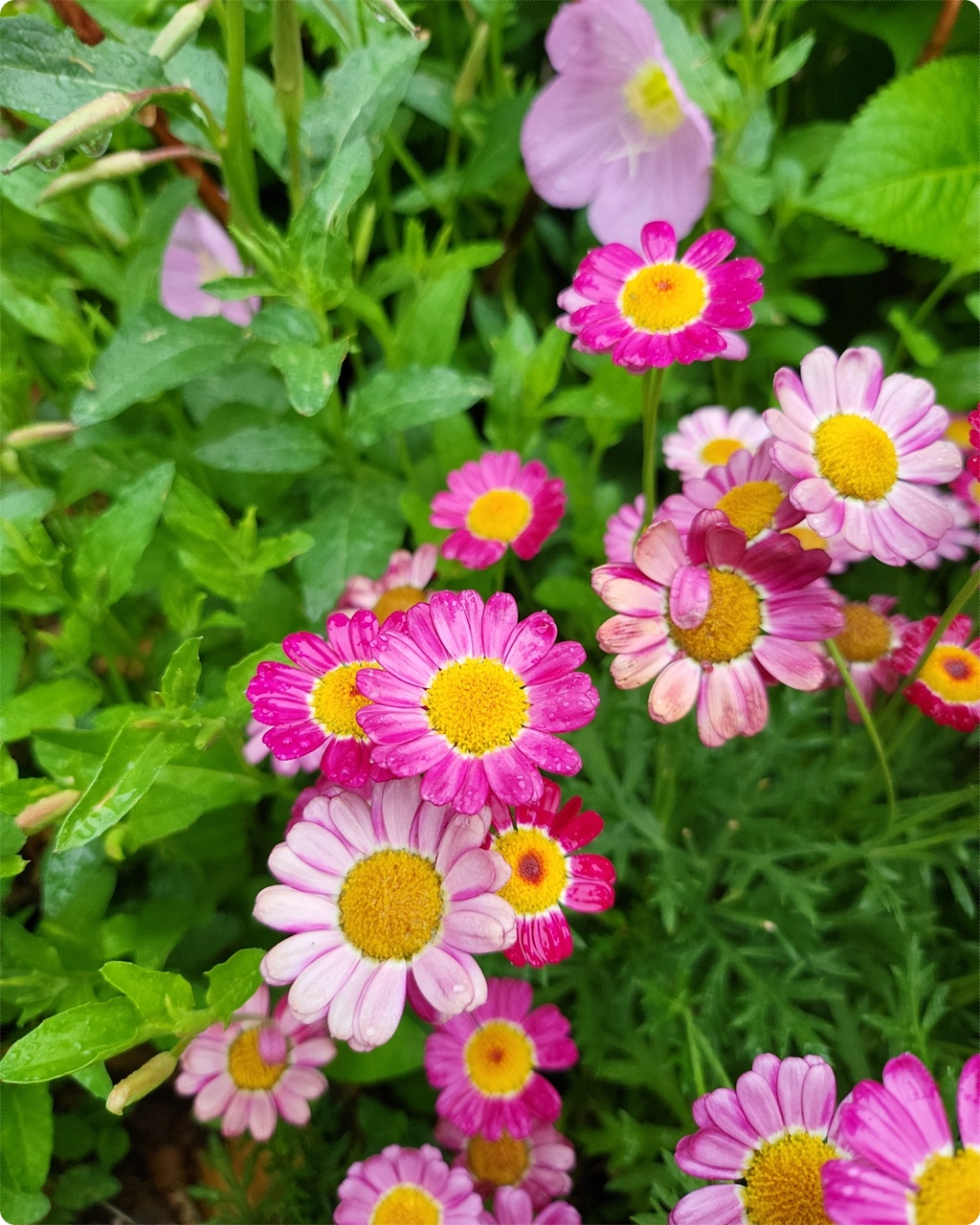 꽃 잎 색이 정말 예쁘네요