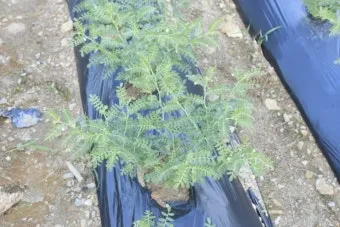 병아리콩 재배 따뜻한 흙 파종 관리 물 절약_9