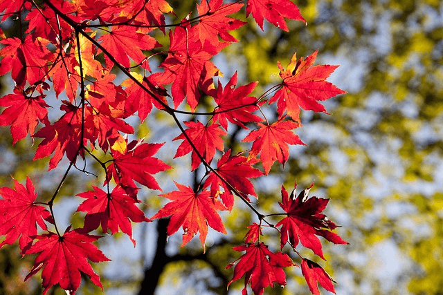 2025 가을 단풍명소 추천