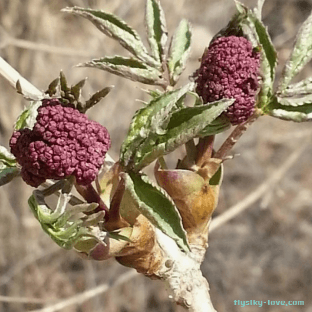 딱총나무 접골목