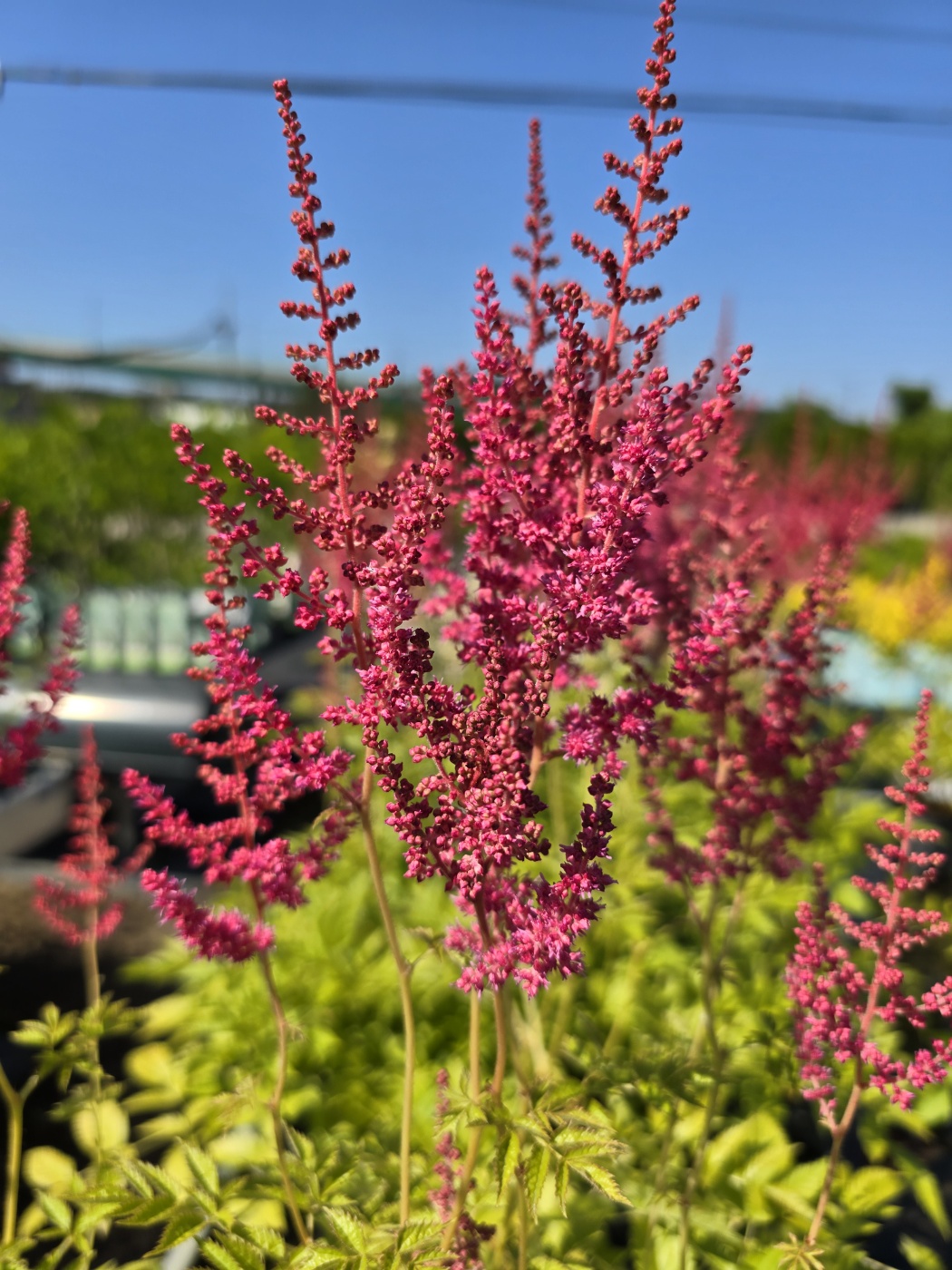 수국,장미,등등 예쁜꽃종류도 많아요