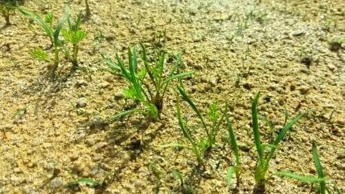 당근재배-당근-씨앗-종자-발아특성-발아시기-솎음작업-솎아주기