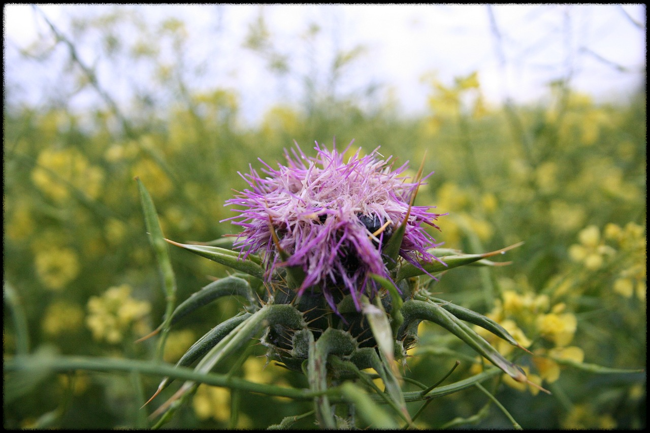 밀크씨슬 이미지5