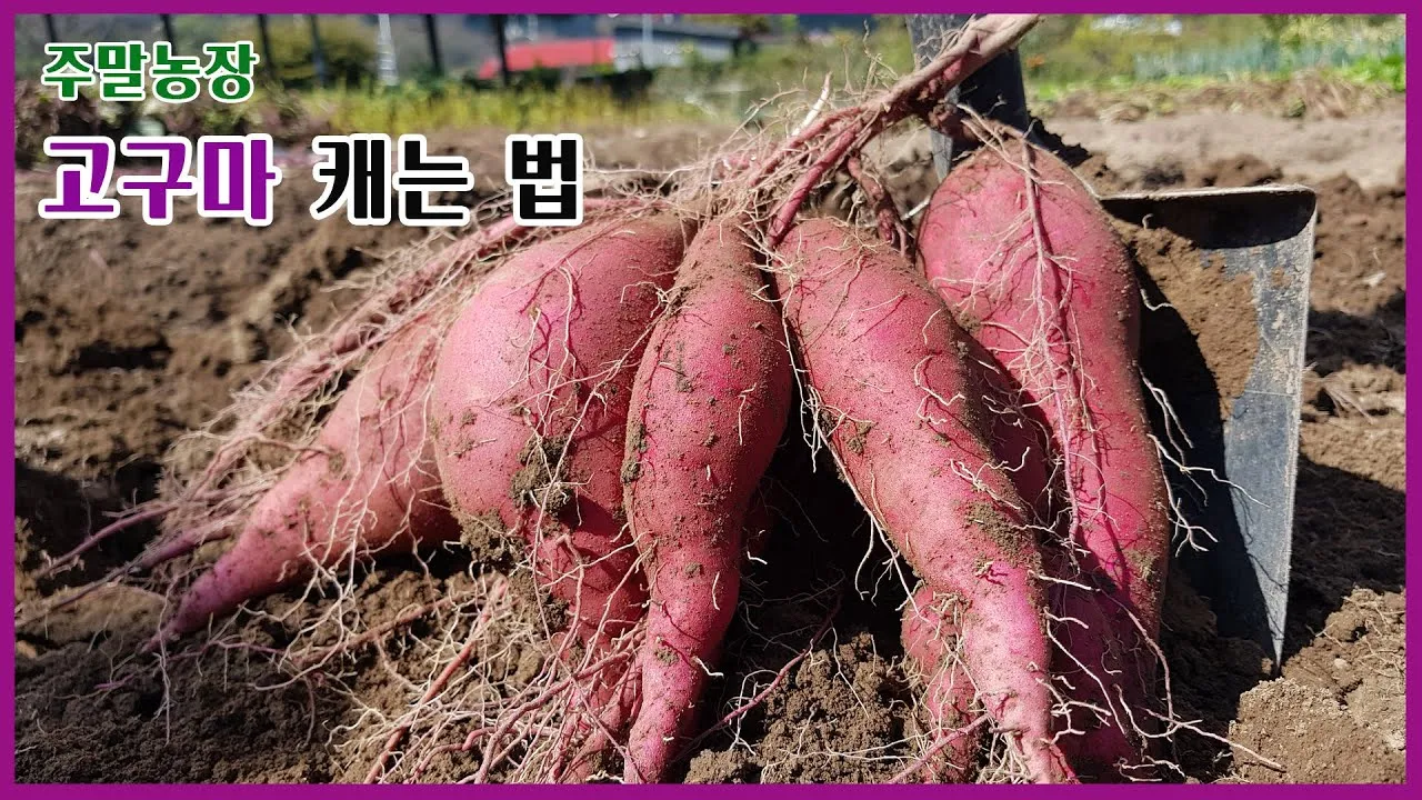 고구마캐는시기 딱 3가지 신호만 보세요 보관법까지 총정리로_1